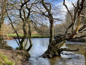 Double-bank fishing at Lanhydrock AA