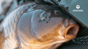 Clubmate Carp