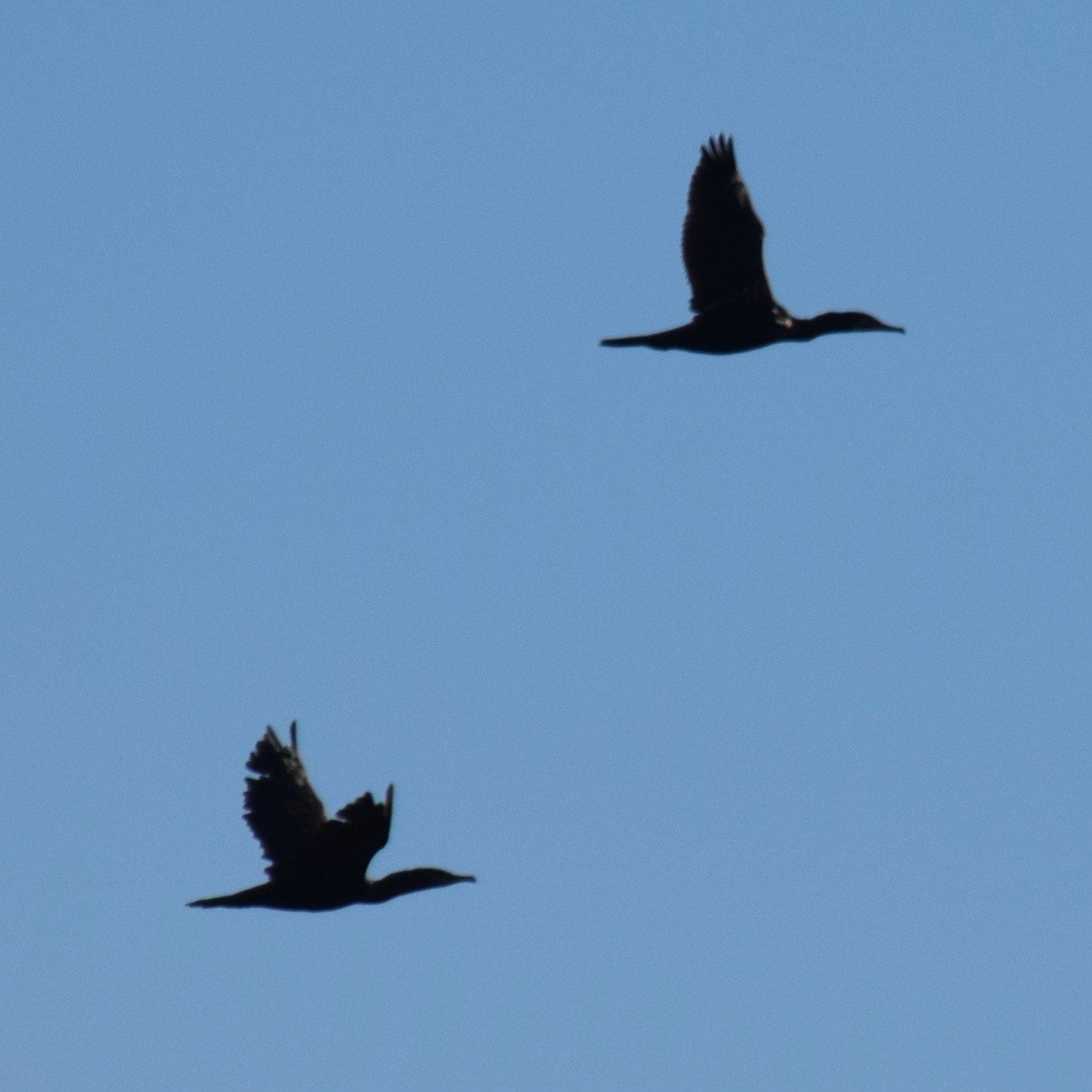 A couple of cormorant birds flying with a clear blue sky in the background