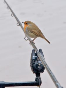 a robin sitting on a rod bite alarm